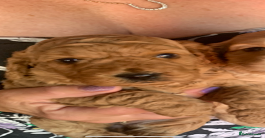 Cockapoo dogs - Advert 4