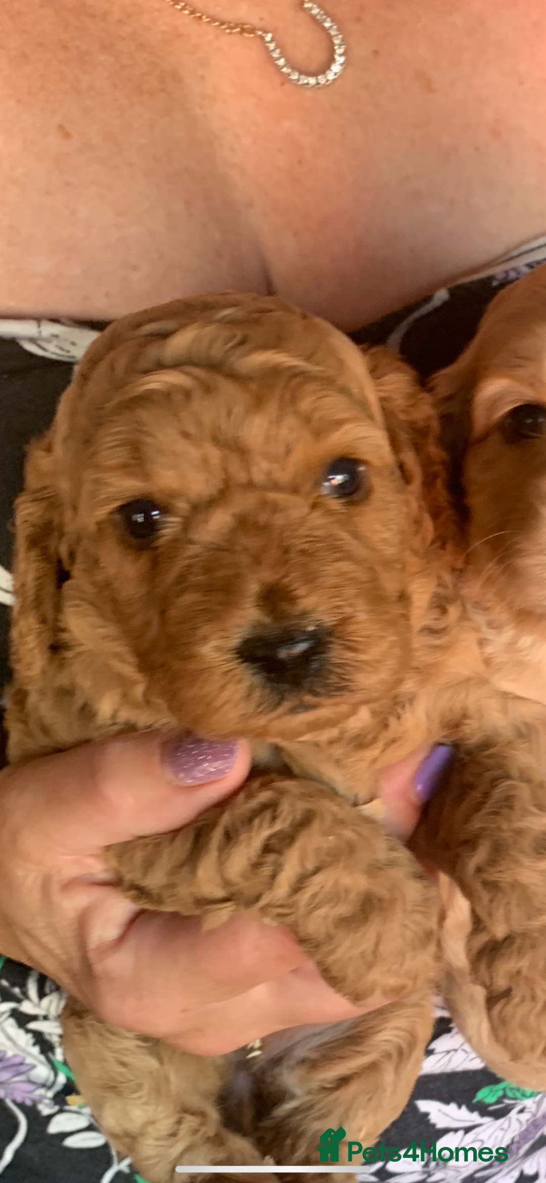 Cockapoo dogs for sale: Cockapoo Pups - Image 3
