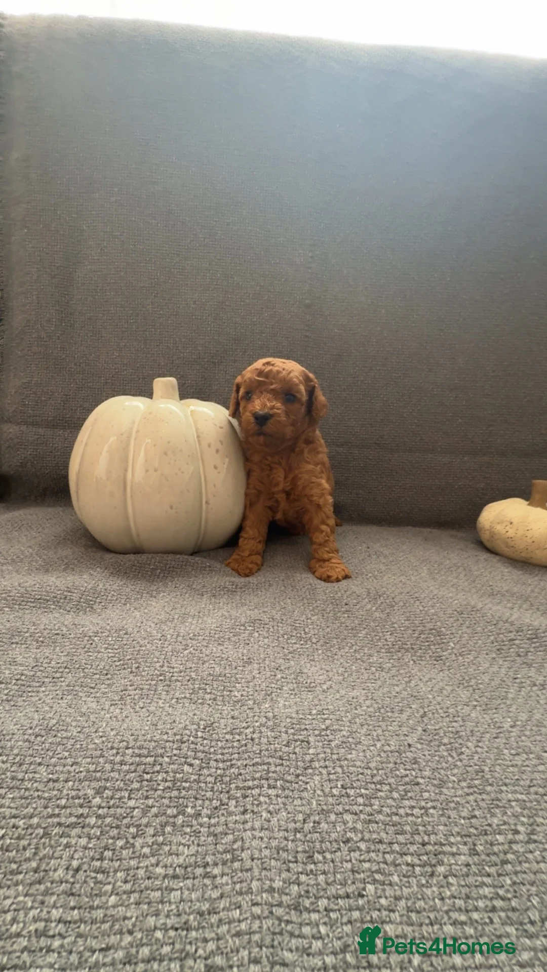 Toy Poodle dogs for sale: Beautiful KC Toy Poodle puppies  - Advert 2