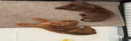 Miniature Dachshund dogs for sale: Long haired Miniature dachshund  - Advert 2