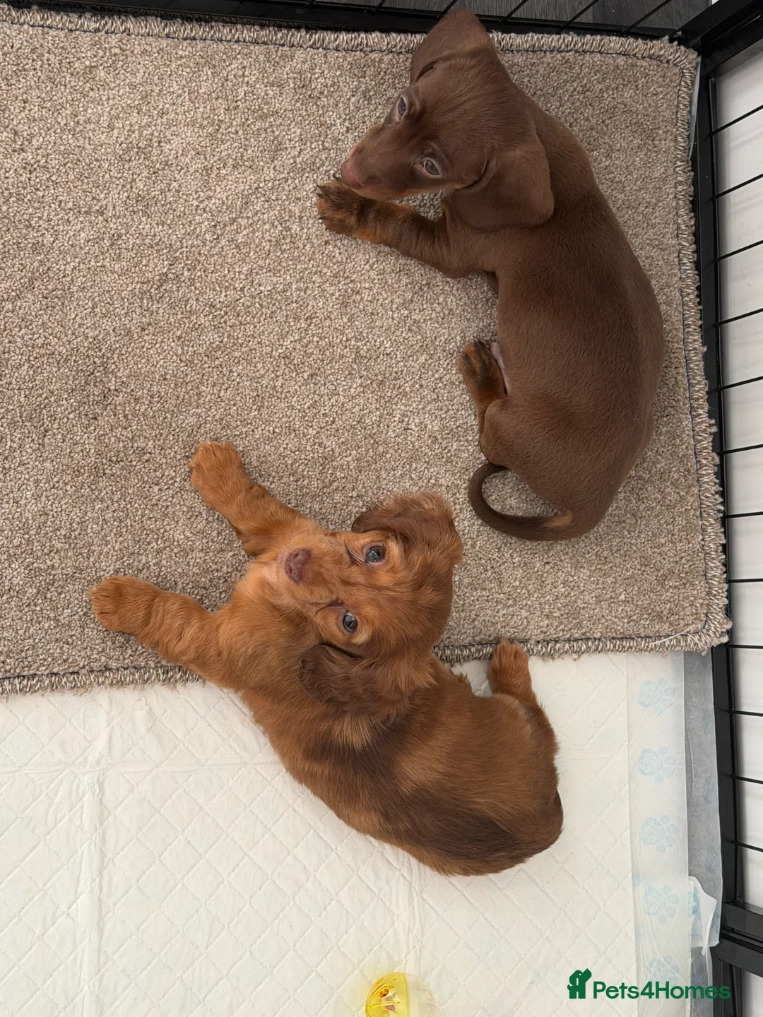 Miniature Dachshund dogs for sale: Long haired Miniature dachshund  - Advert 2