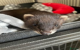 Ferret rodents for sale: Two female ferrets and cage + accessories - Image 4