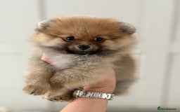 Pomeranian dogs for sale: Pomeranian tiny orange female   🧡🍊🐾 - Image 21