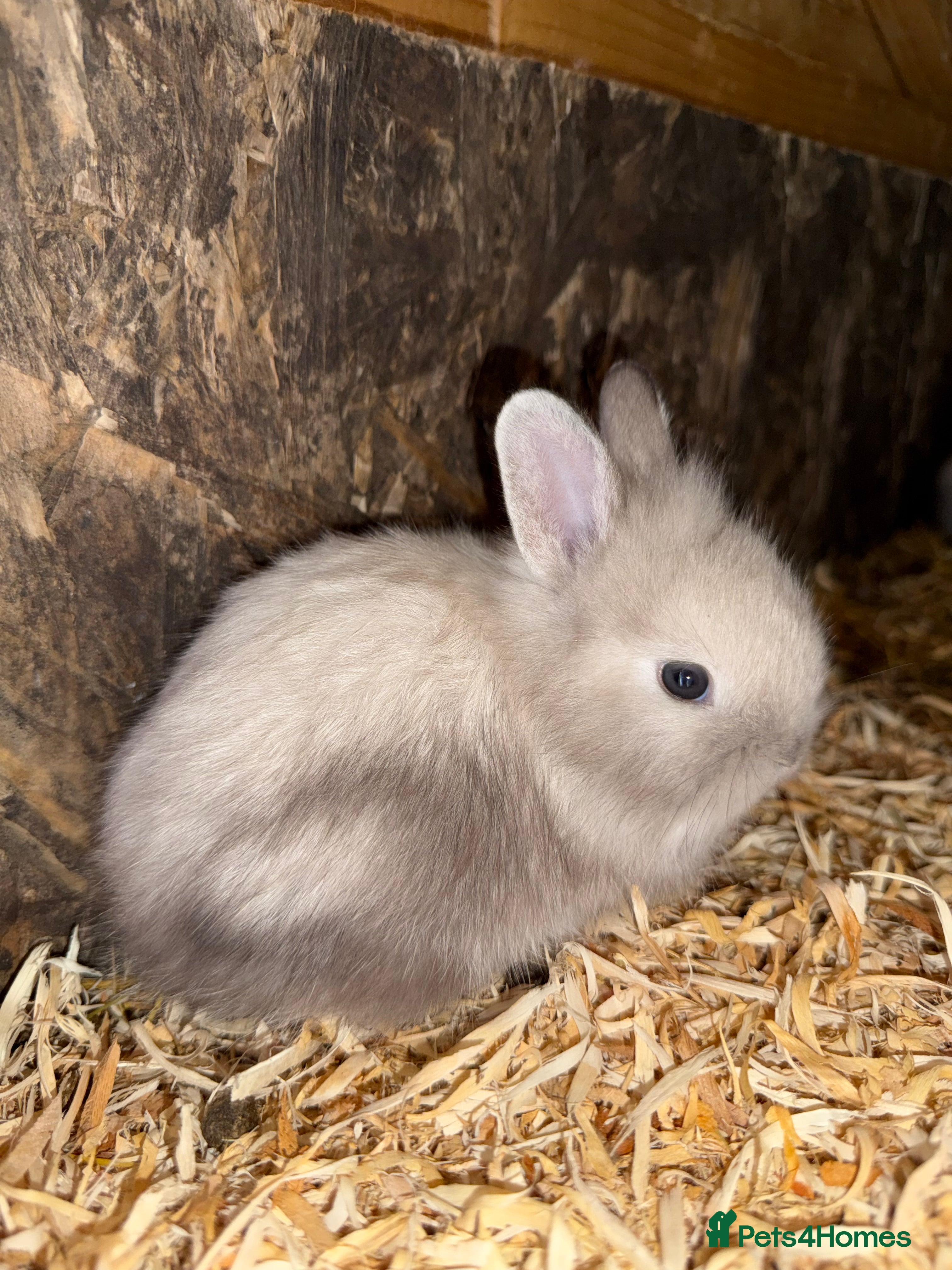 Lionhead rabbits Beautiful Double Maned Lionhead Rabbits - Advert 21