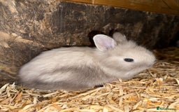Lionhead rabbits for sale: Beautiful Double Maned Lionhead Rabbits - Image 1
