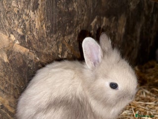 Lionhead rabbits - Advert 22