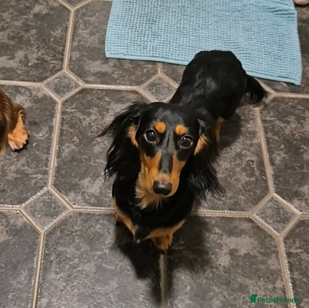 Miniature Dachshund dogs for sale: KC registered miniature dachshund girl - Advert 1