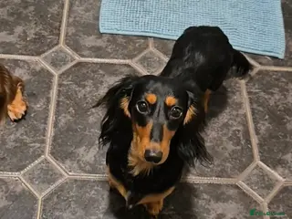 Miniature Dachshund dogs KC registered miniature dachshund girl - Advert 2