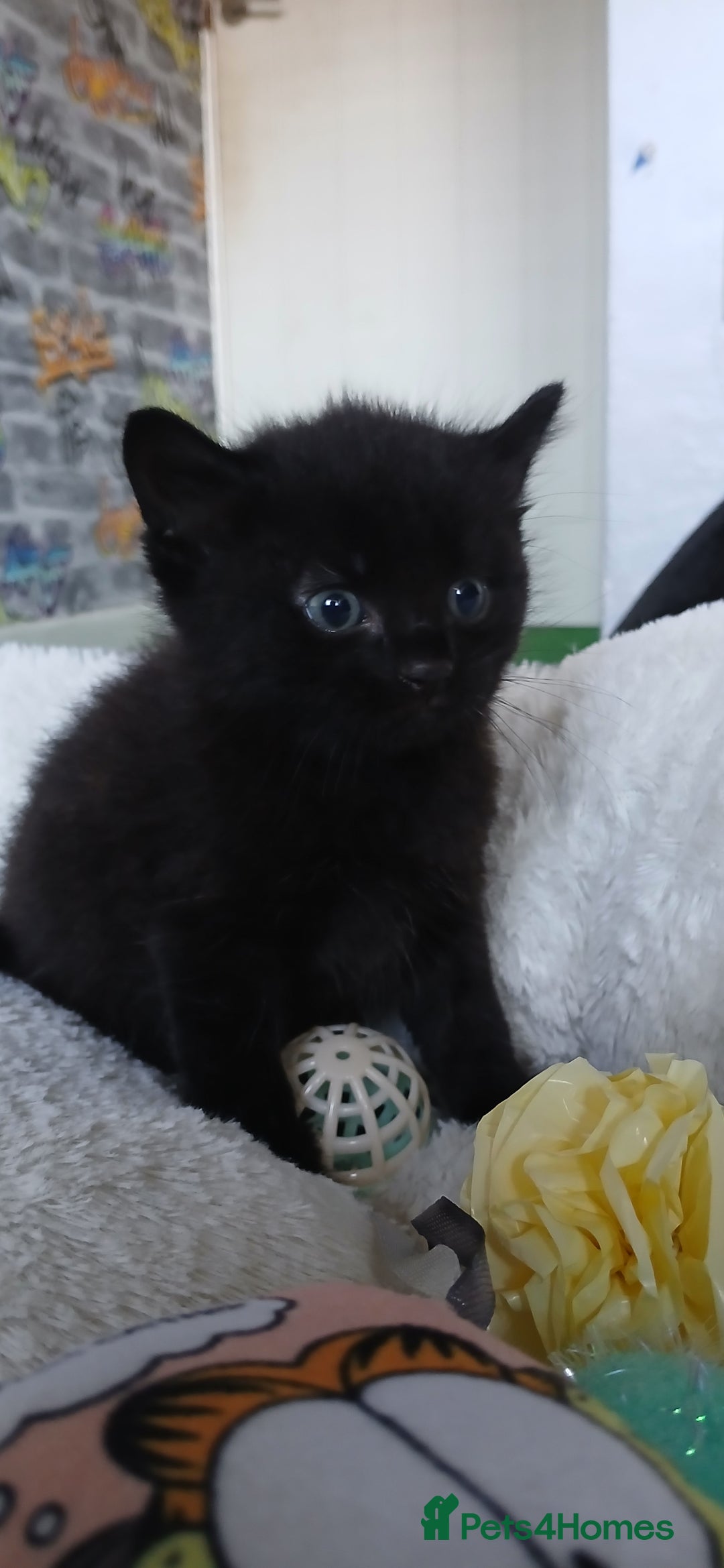 British Shorthair cats for sale: 3 beautiful kittens - Image 1