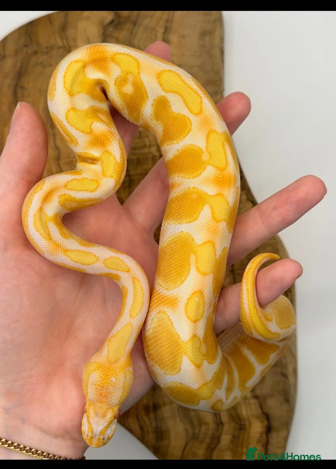 Python Snake reptiles for sale: Young Male Candino Ball Python  - Advert 1