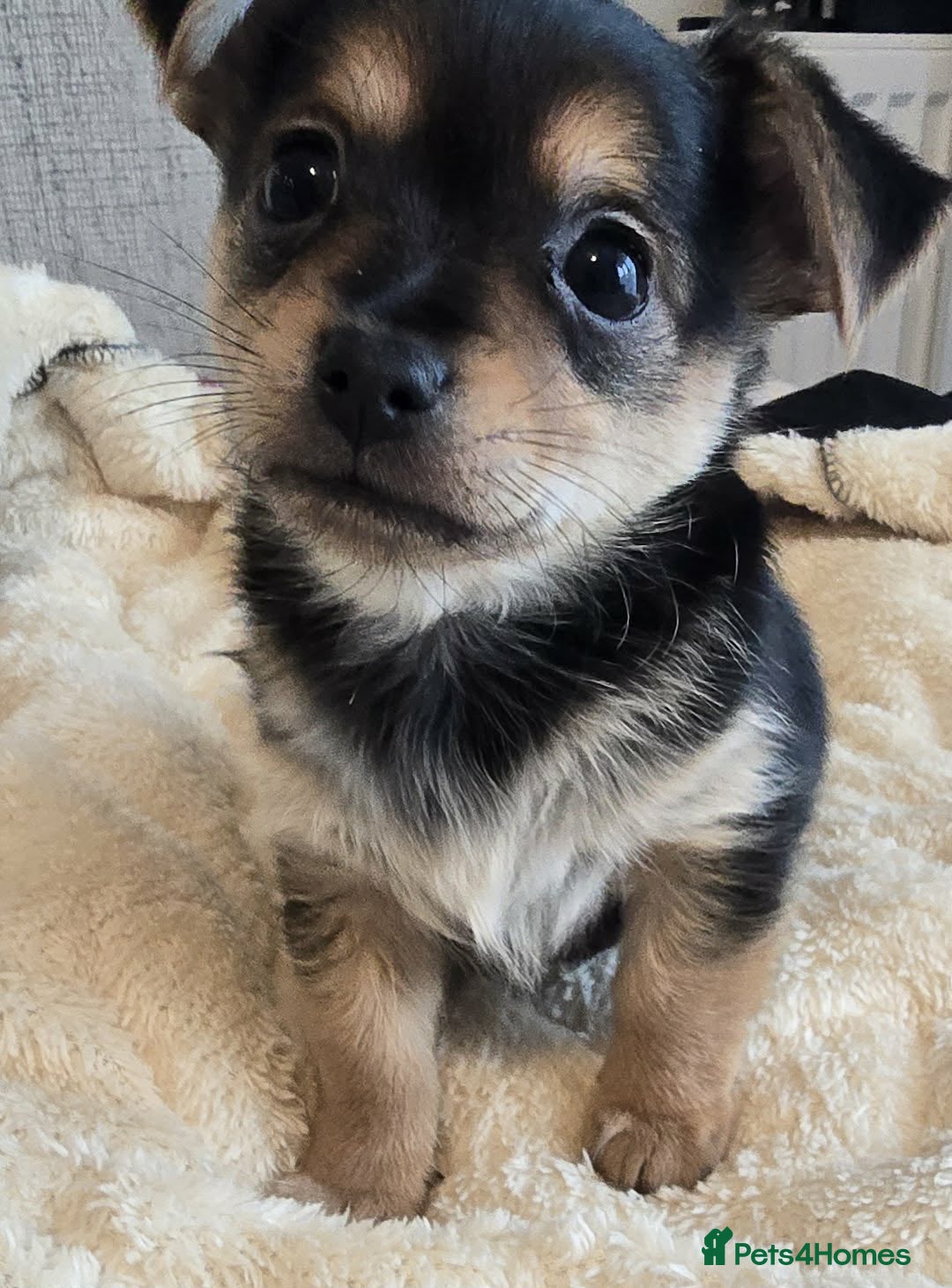 Mixed Breed dogs for sale: Adorable Chihuahua x Prague Ratter Puppies - Advert 2