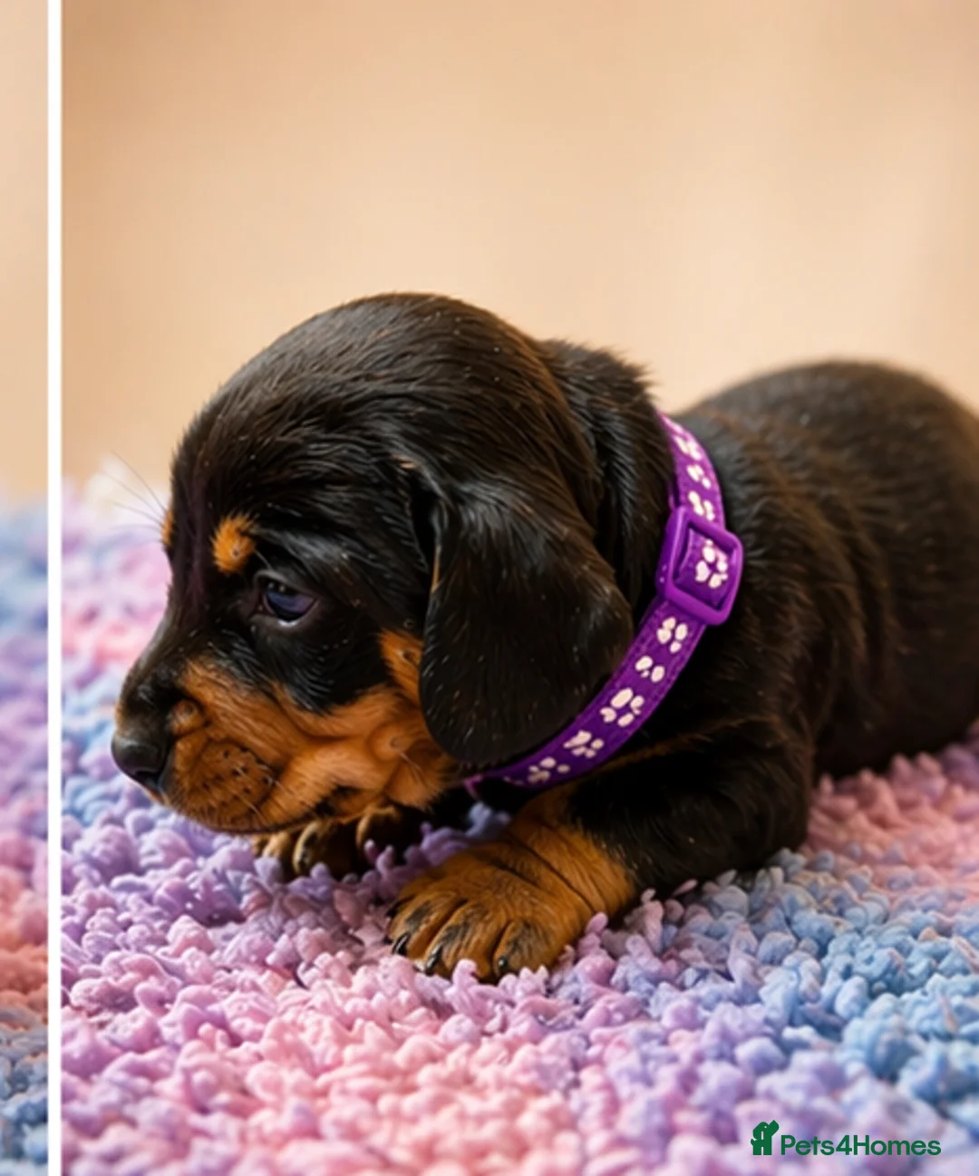 Miniature Dachshund dogs for sale: Miniature dashund for sale.  - Advert 17