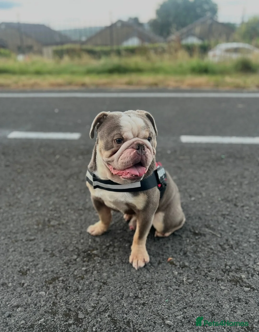 Mixed Breed dogs for sale: Male English bulldog for re homing  in Burnley - Advert 2
