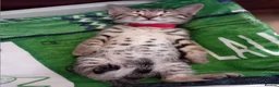 Bengal cats for sale: HomeRaised Bengal x Blue British Shorthair Kittens - Advert 32