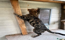 Bengal cats for sale: SHOW QUALITY BENGAL BOY Tica/Active - Image 5