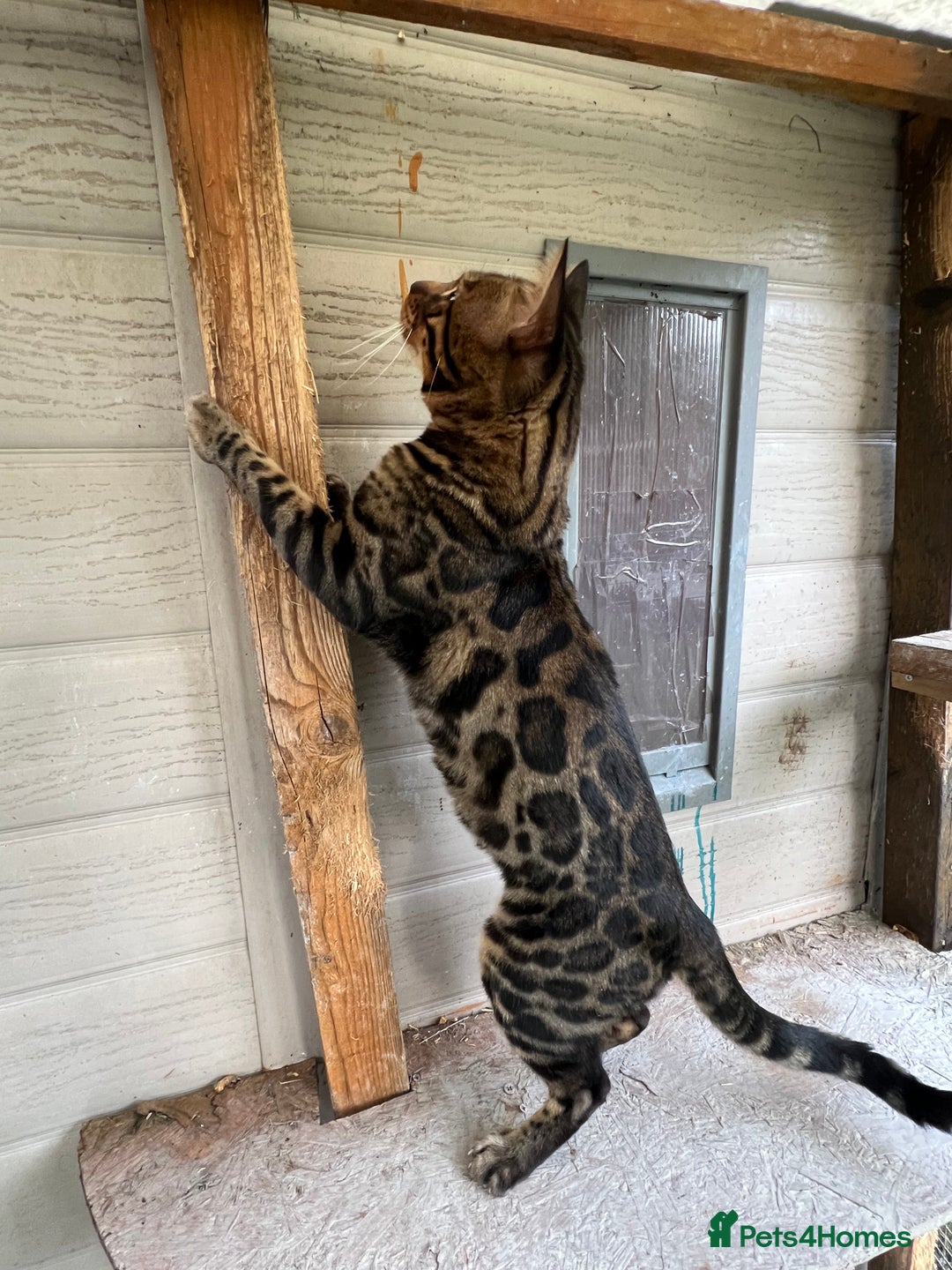 Bengal cats for sale: SHOW QUALITY BENGAL BOY Tica/Active - Image 5