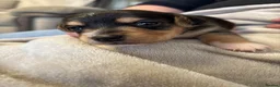 Mixed Breed dogs for sale: One male and one female cross Jack Russell in Loughborough - Advert 11