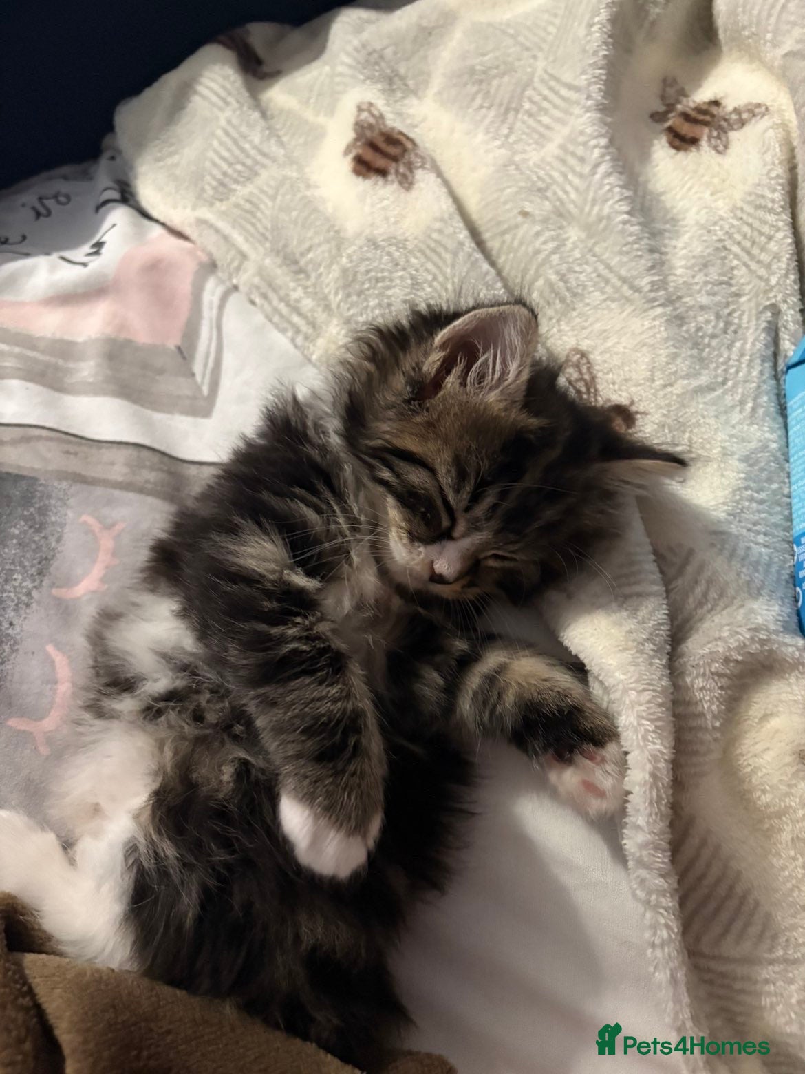 Mixed Breed cats for sale: Kittens in need of urgent homes  in Rotherham - Advert 14