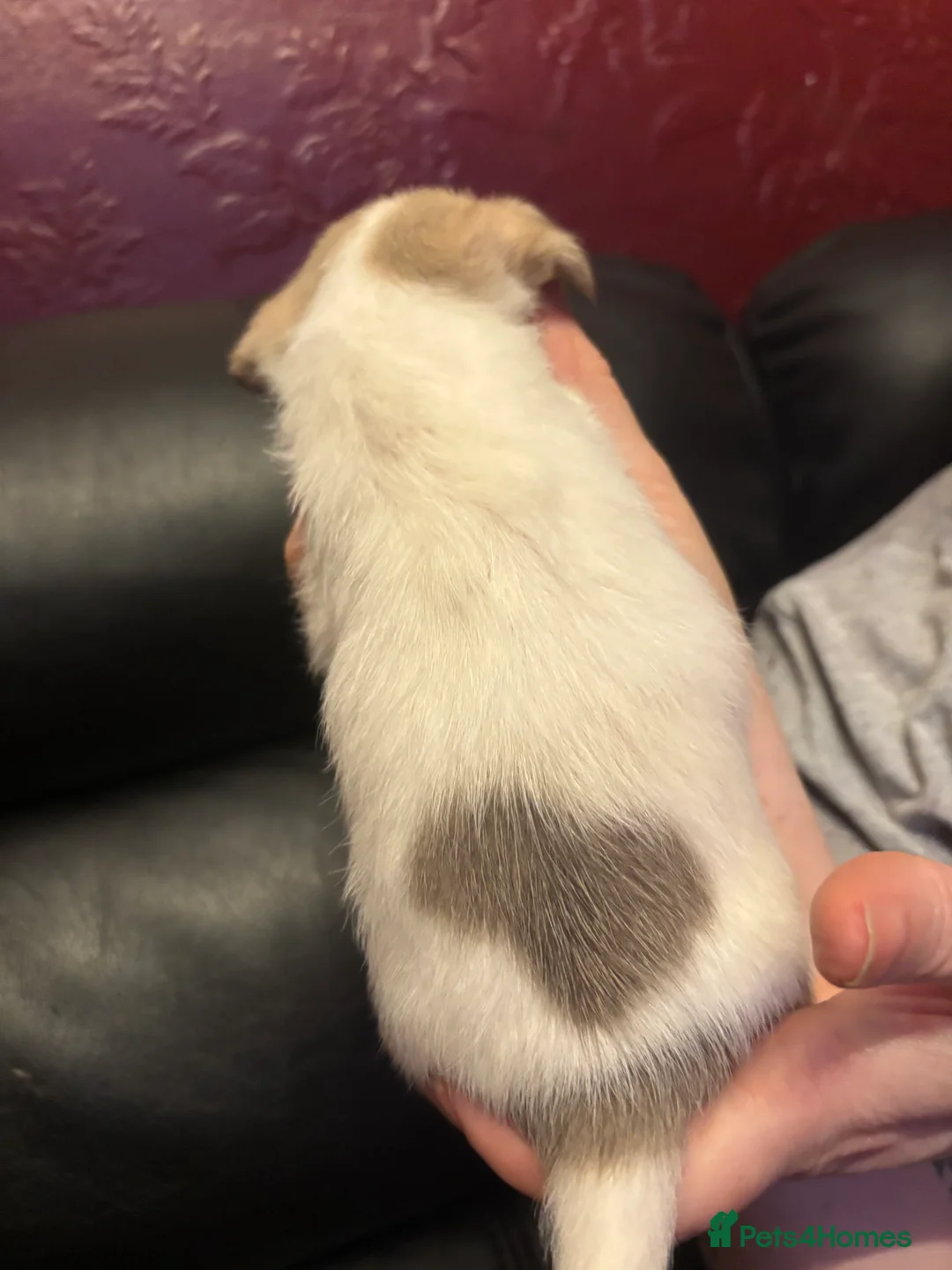 Pomchi dogs for sale: Pom Chi Puppies - Advert 8