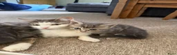 British Longhair cats for sale: Long haired kittens  - Advert 2