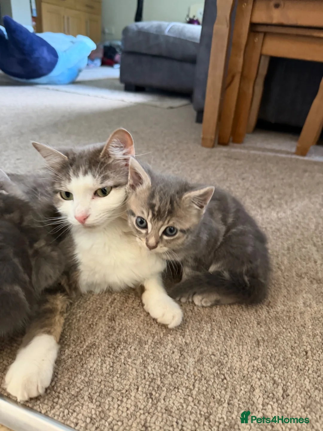 British Longhair cats for sale: Long haired kittens  - Advert 2