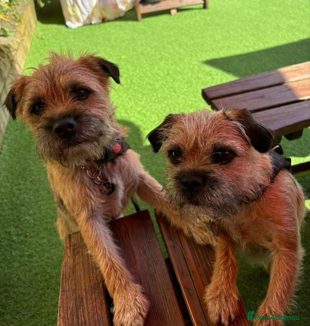 Border Terrier dogs Beautiful Border Terrier Puppies - Advert 1