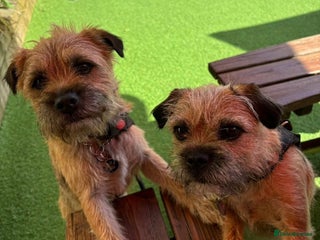 Border Terrier dogs Beautiful Border Terrier Puppies - Advert 1
