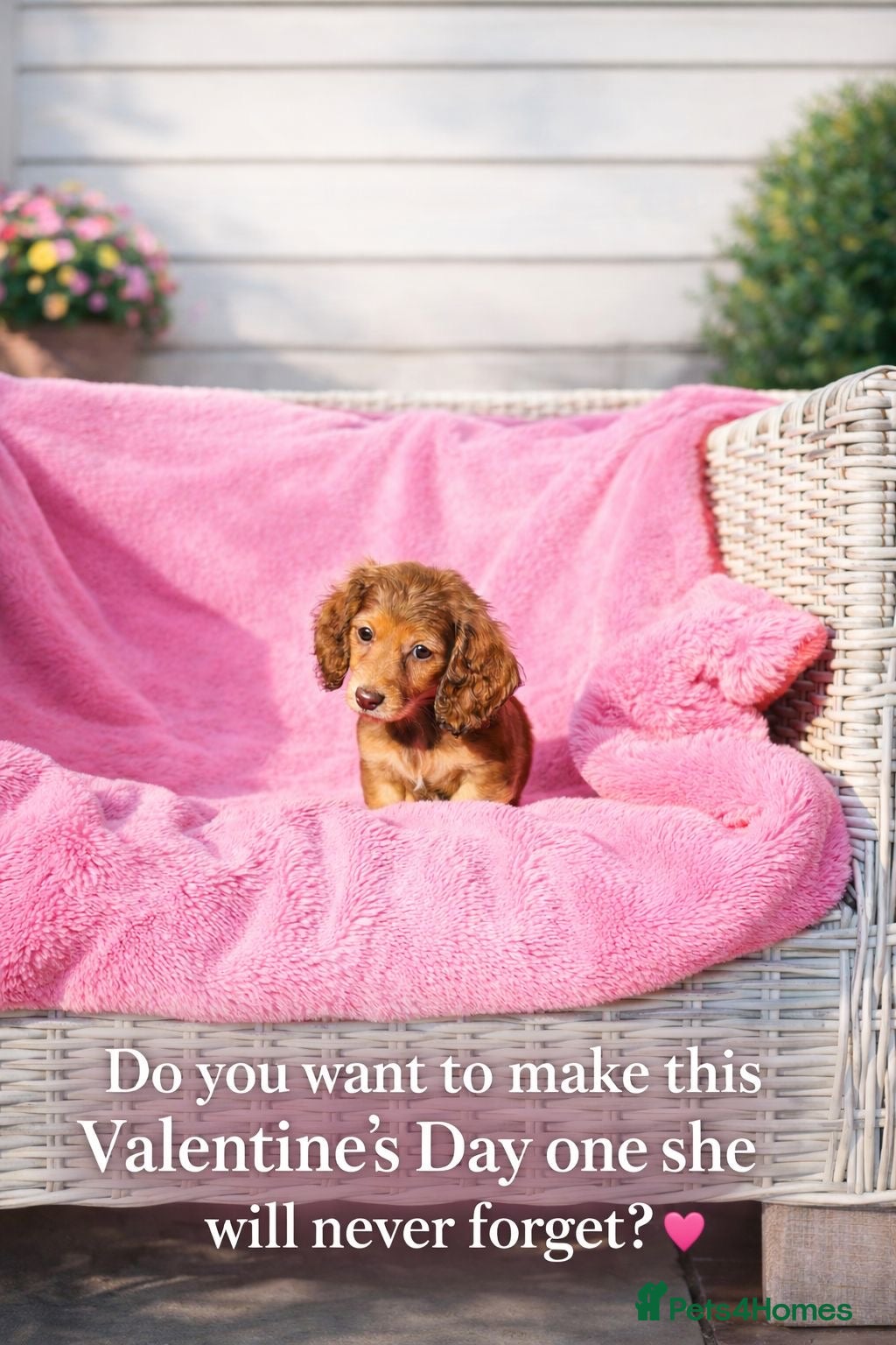 Miniature Dachshund dogs Kc long hair mini dachshunds  - Advert 3