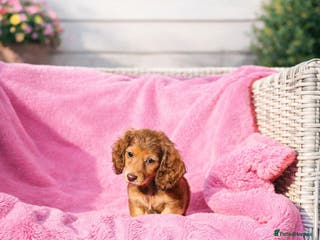 Miniature Dachshund dogs Kc long hair mini dachshunds - Advert 11