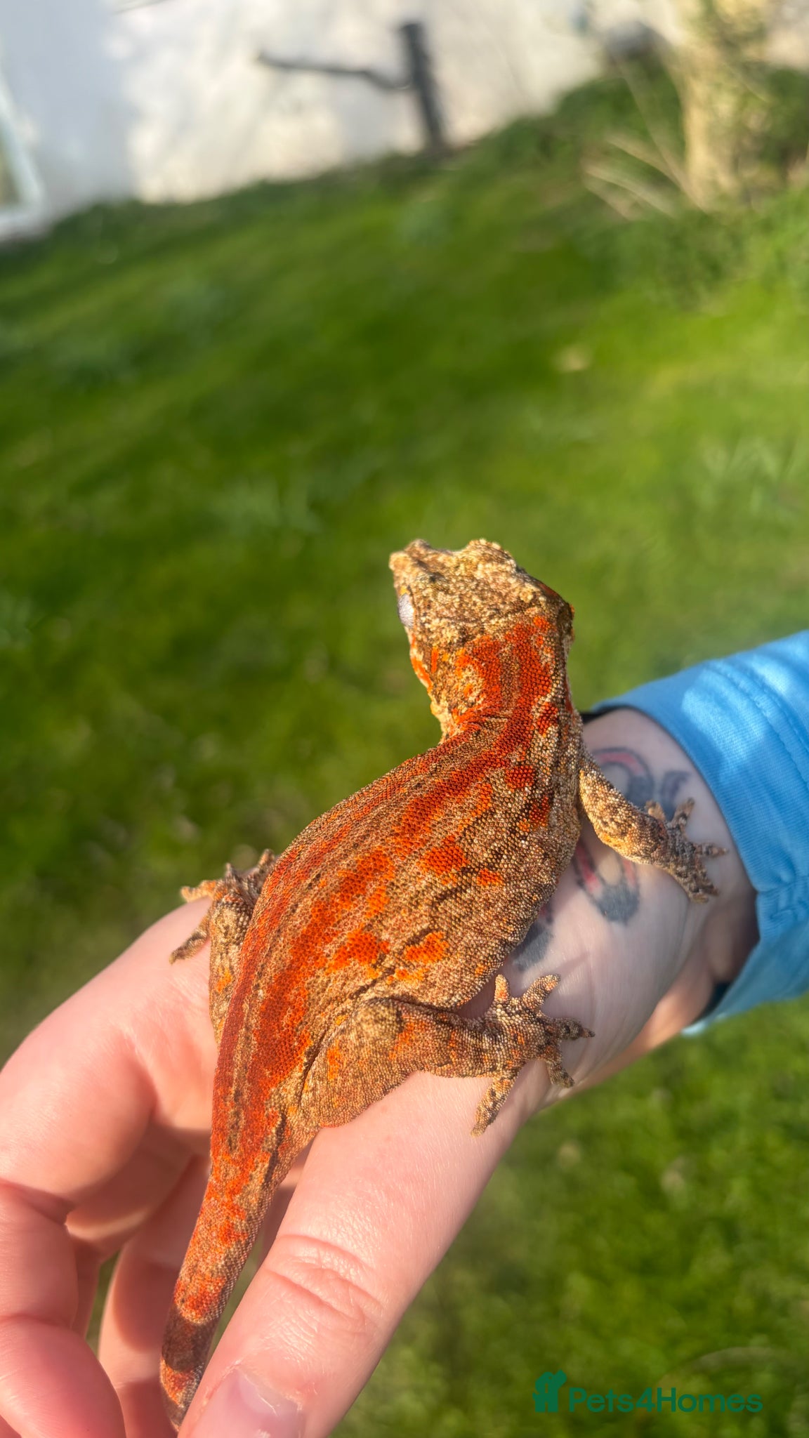 Gecko reptiles PET ONLY - Advert 1