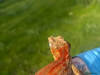 Gecko reptiles for sale: PET ONLY (ON HOLD) - Advert 1