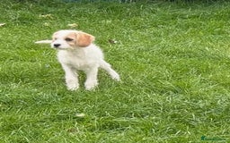 Cavapoo dogs for sale: Looking for forever homes - Image 7