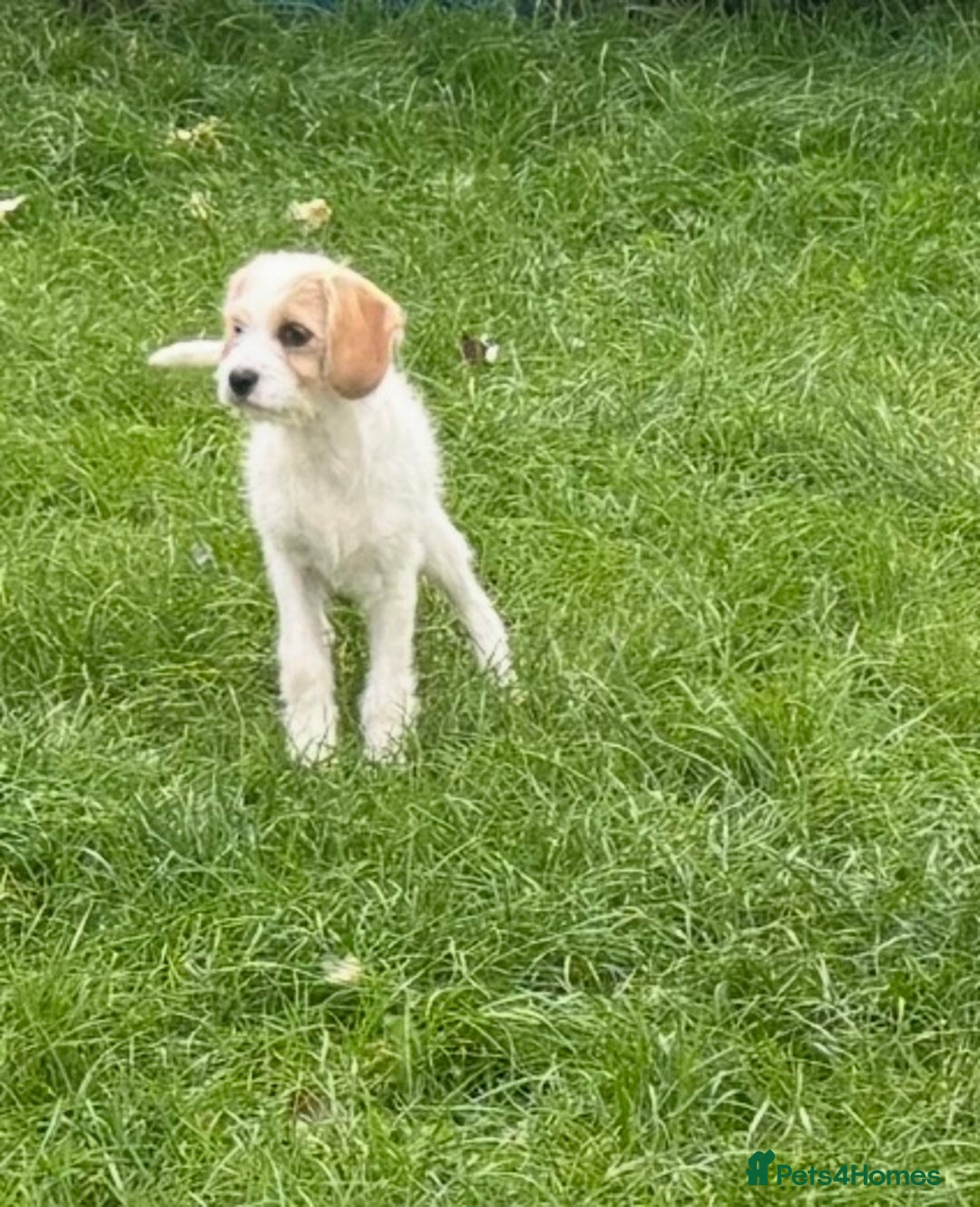 Cavapoo dogs for sale: Looking for forever homes - Image 7