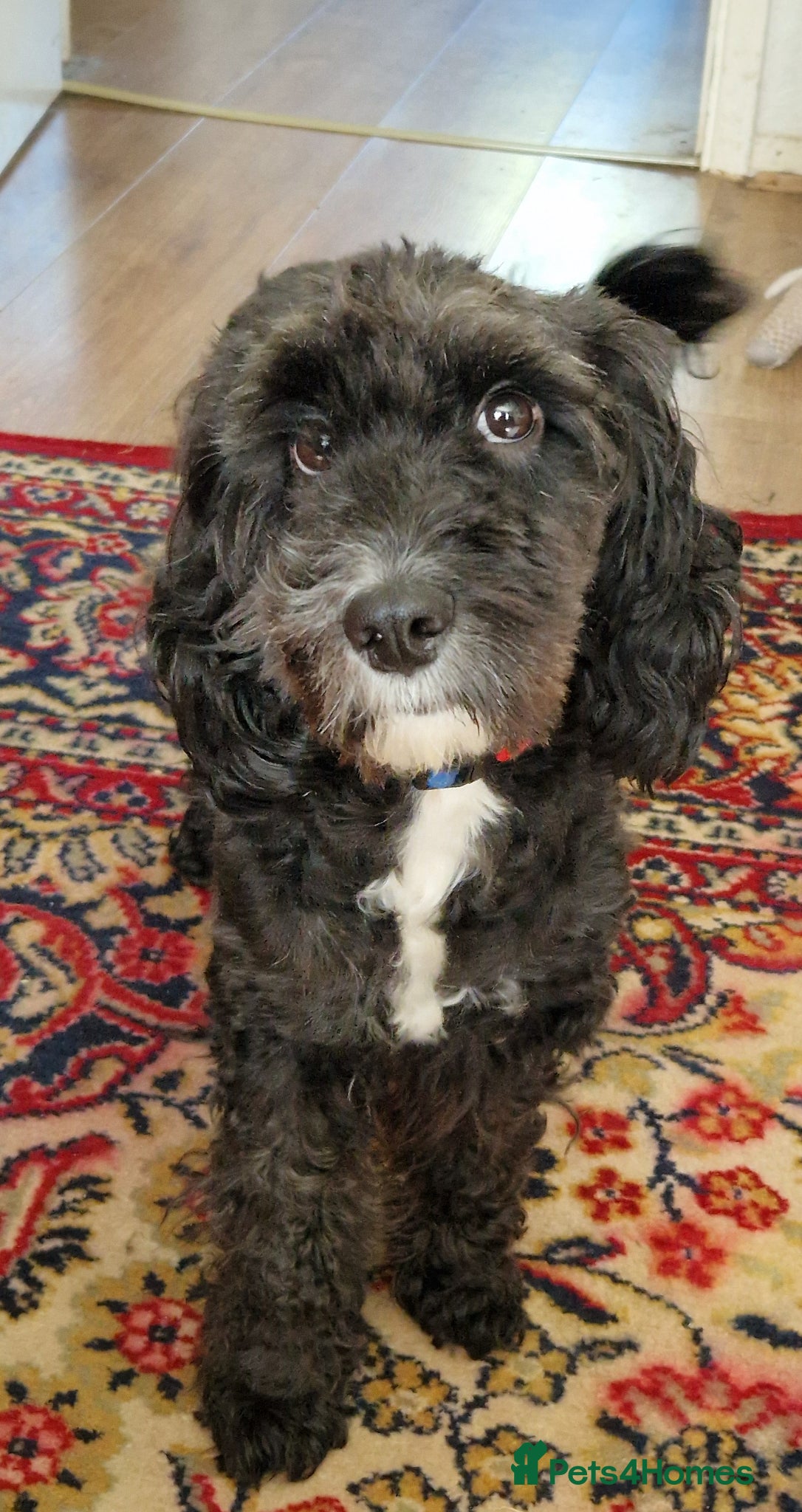 Cockapoo dogs F1 Cockapoo STUD - Advert 2