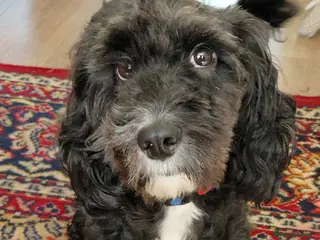 Cockapoo dogs F1 Cockapoo STUD - Advert 2