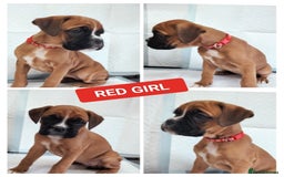 Boxer dogs for sale: Gorgeous Chunky Boxer Puppies  - Image 8
