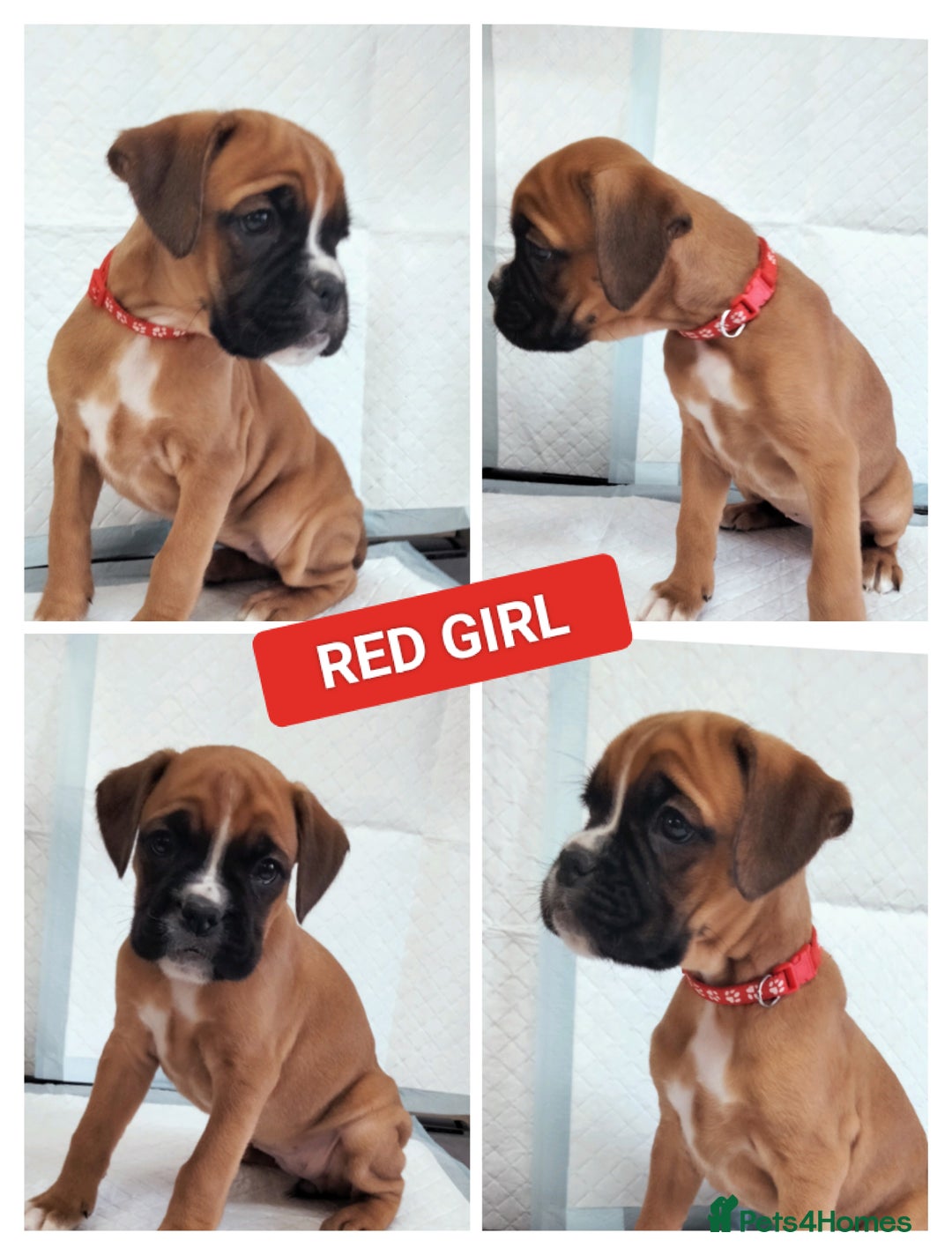 Boxer dogs for sale: Gorgeous Chunky Boxer Puppies  - Image 8