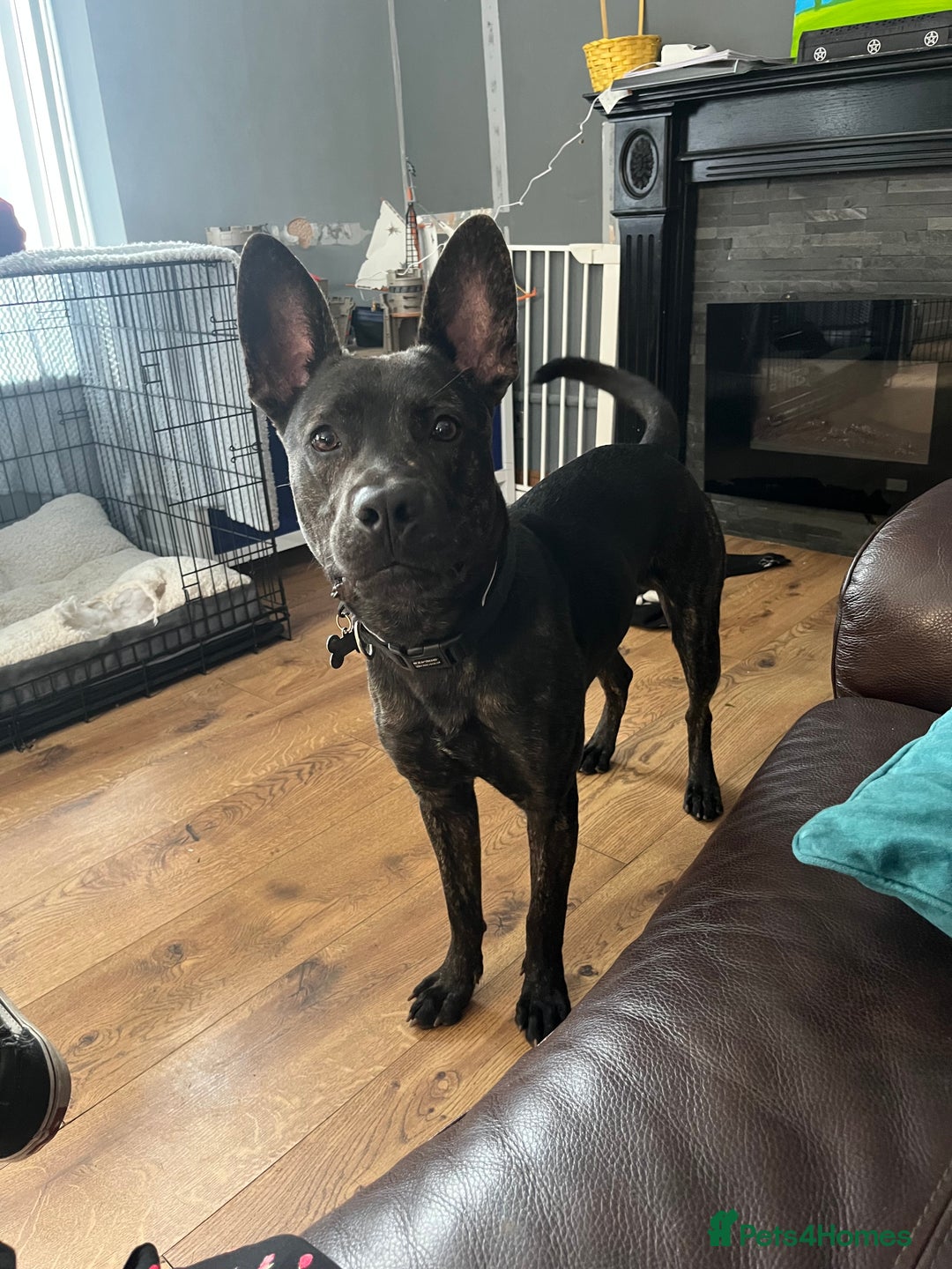 Mixed Breed dogs for sale: Bear - Staffy X German Shepherd - Image 24