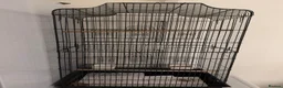 Lovebirds birds for sale: Love bird with XL cage and Large cage  in London - Advert 4