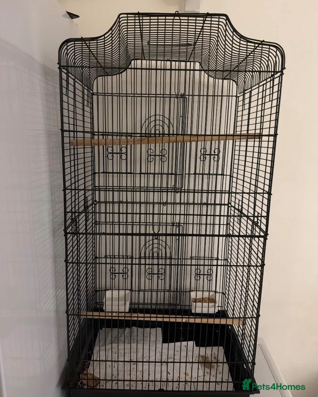 Lovebirds birds for sale: Love bird with XL cage and Large cage  in London - Advert 4