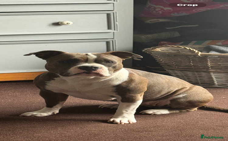 Mixed Breed dogs - Advert 1