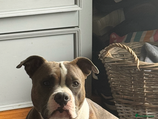 Mixed Breed dogs - Advert 33