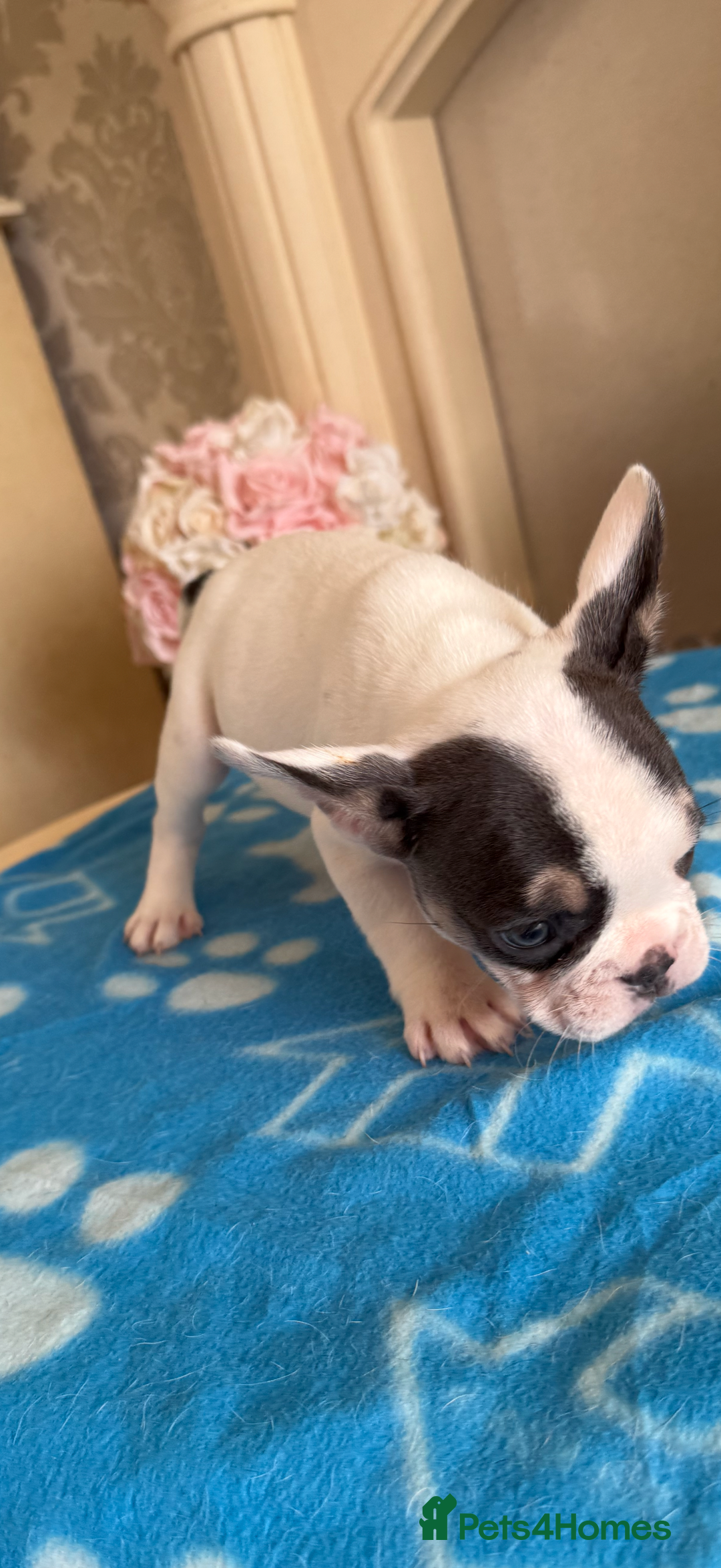 French Bulldog dogs for sale: French Bulldog Puppies 3 Male 4 Female  - Image 10