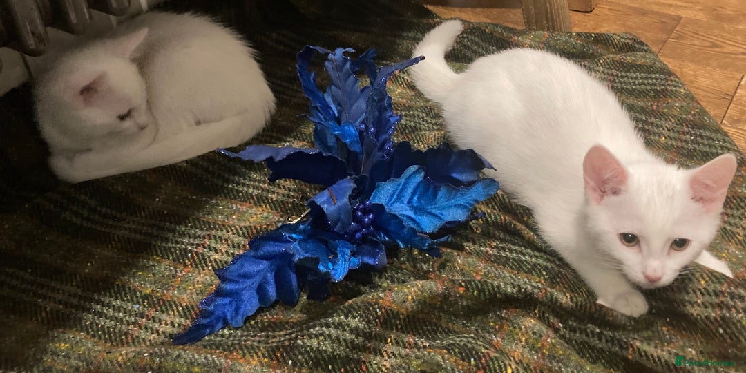 Turkish Van cats for sale: Gorgeous Turkish Van Kittens - Advert 36