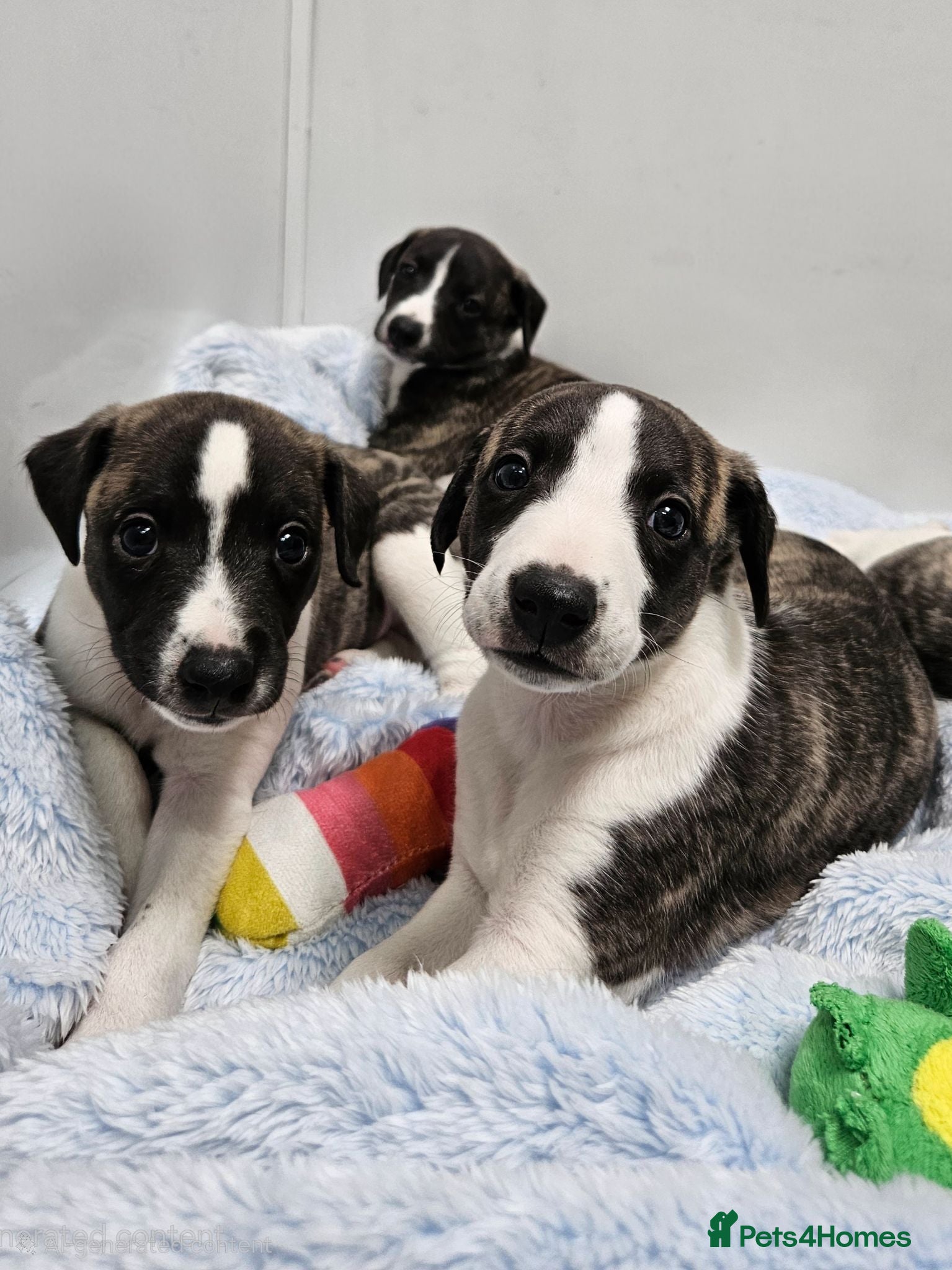 Whippet dogs KC Registered Whippet puppies - Advert 2