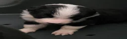Border Collie dogs for sale: ​Border Collie Pups: Rare Slate Merle & B/W - Advert 10
