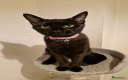 Mixed Breed cats for sale: Midnight  - Image 5