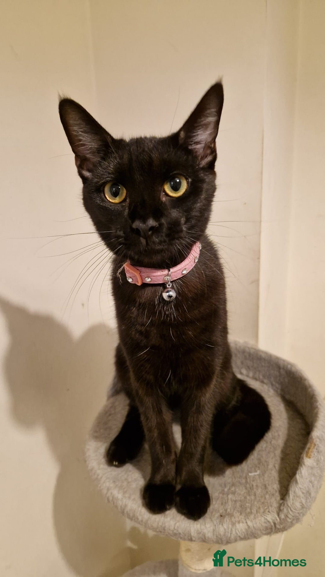 Mixed Breed cats for sale: Midnight  - Image 5