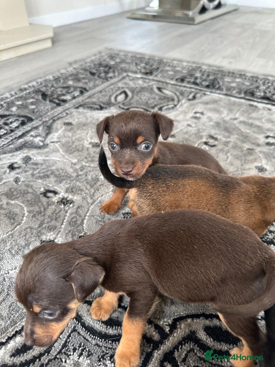 Jack Russell dogs for sale: 4. Beautiful Jack Russell. Pups - Image 1