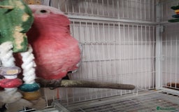 Cockatoo birds for sale: Galah cockatoo  - Image 2